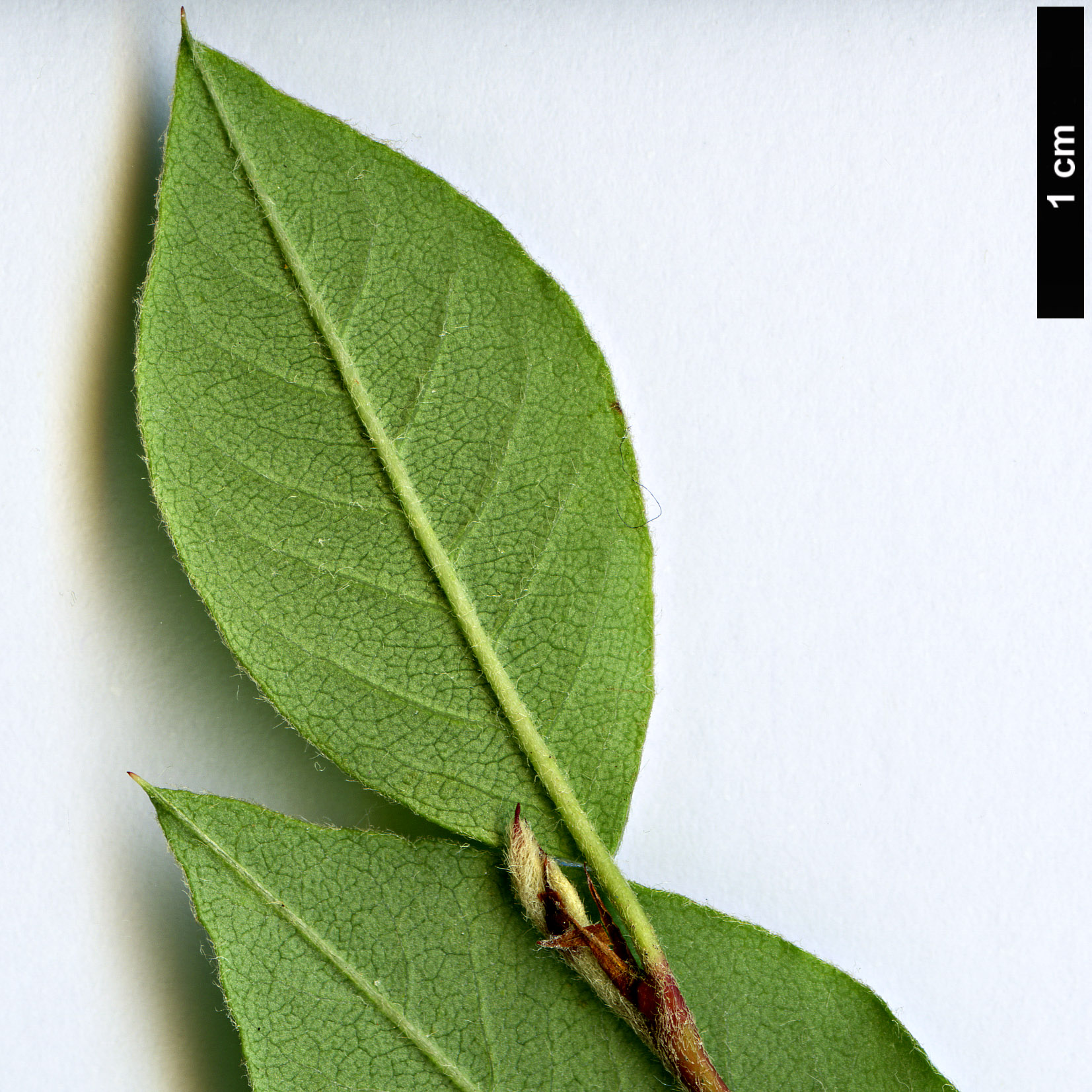 High resolution image: Family: Rosaceae - Genus: Cotoneaster - Taxon: roseus